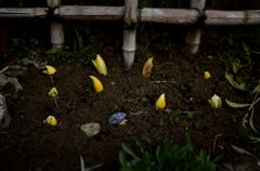 spring1