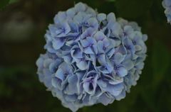 Hydrangea−２