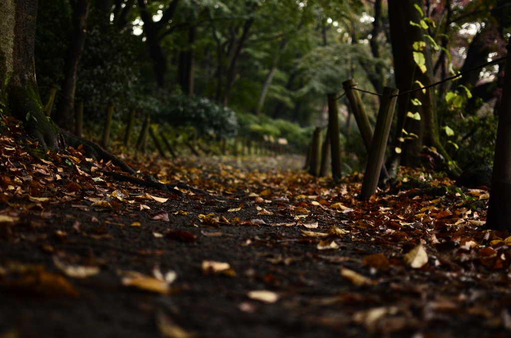 fallen leaves-2