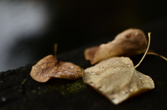 fallen leaves-3