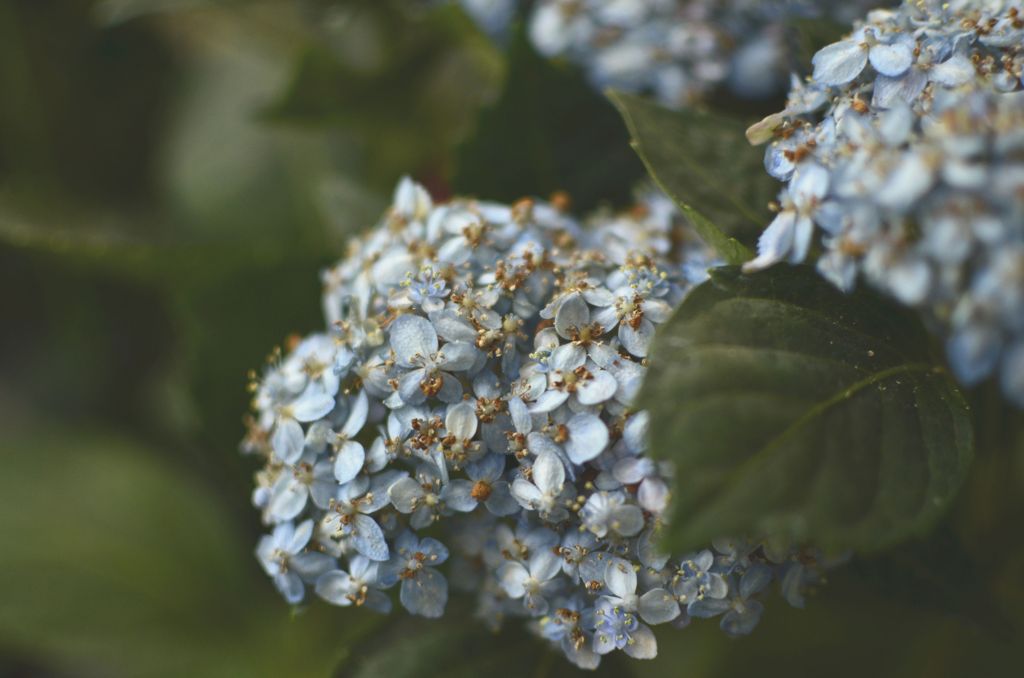 Hydrangea