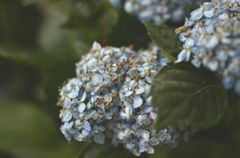 Hydrangea
