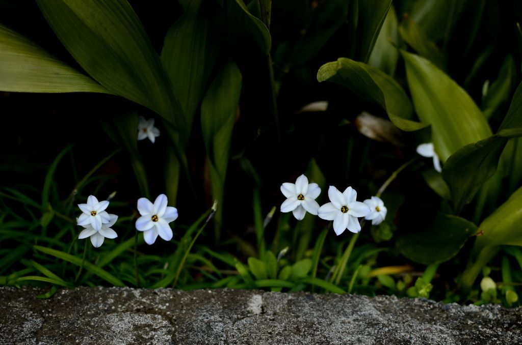 spring 3