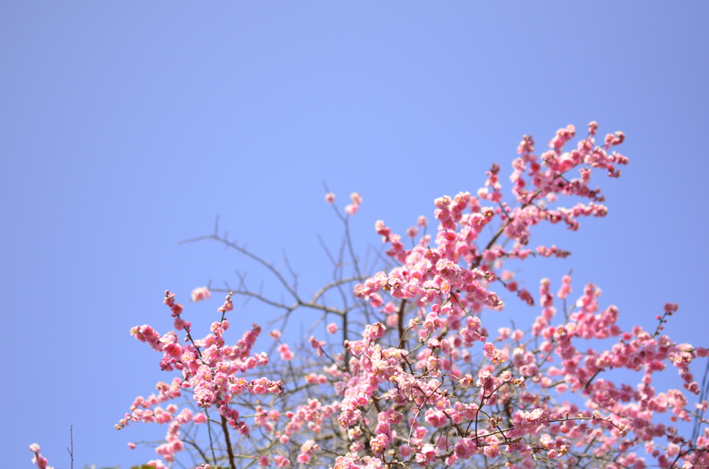 梅