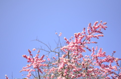 梅