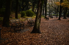 fallen leaves-8