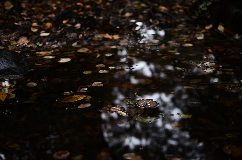 fallen leaves-6