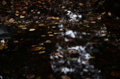 fallen leaves-6
