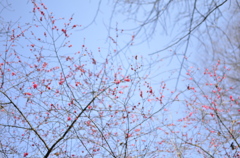 ume