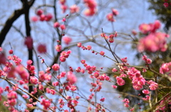 梅