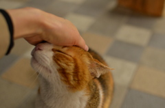 青山の猫