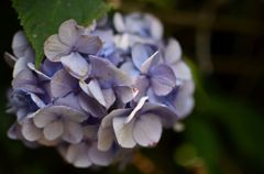 Hydrangea-3