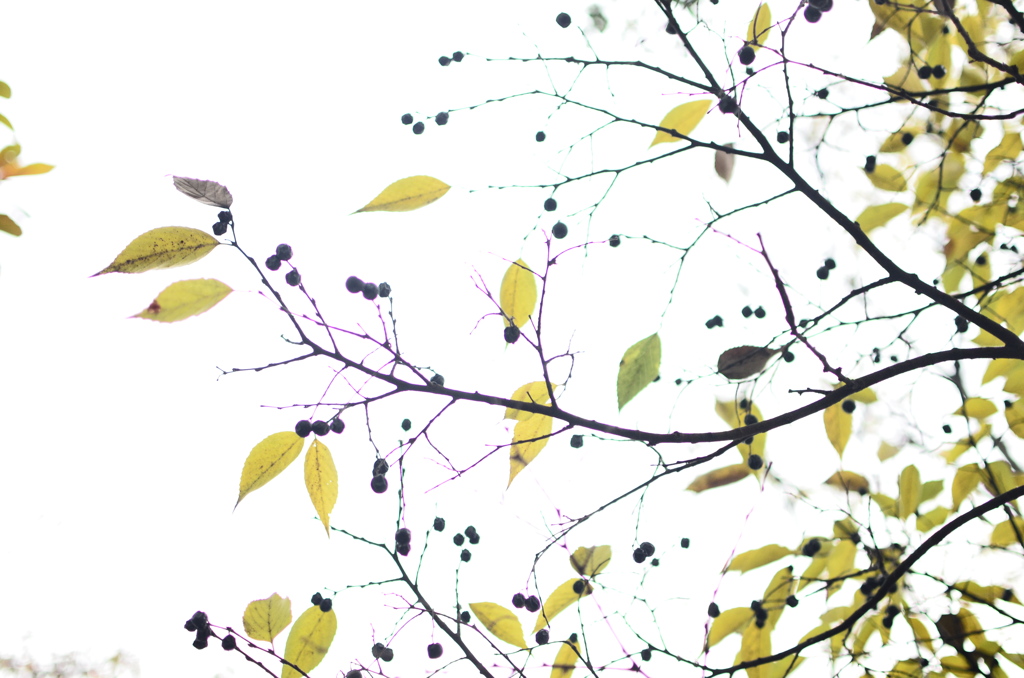 leaves-3