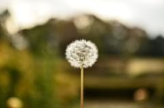 watage-1