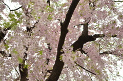 枝垂桜