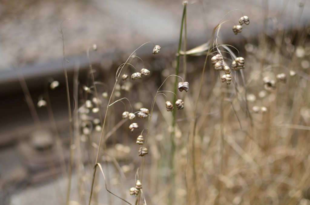 seeds