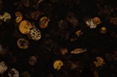 fallen leaves-5