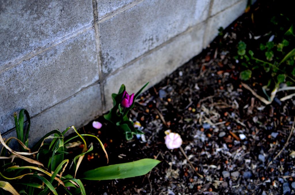 spring 2