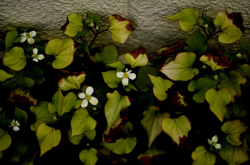 どくだみ草