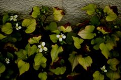 どくだみ草