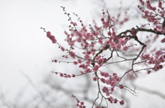 ume