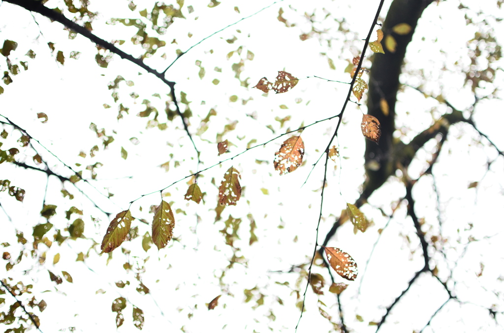 leaves-1