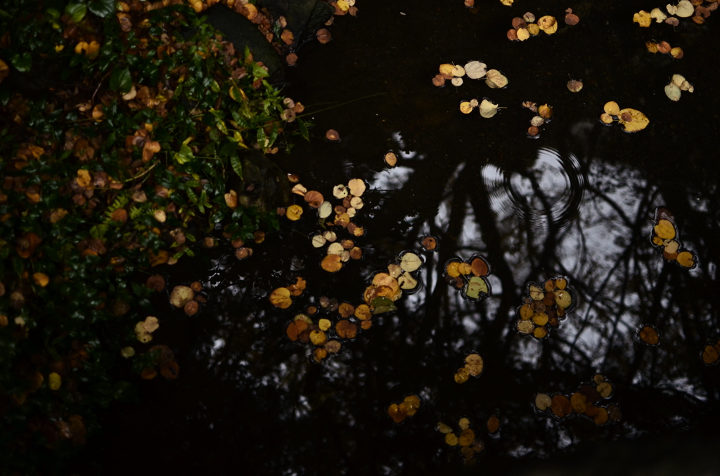 fallen leaves-7
