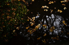 fallen leaves-7