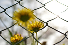 Dandelion 2