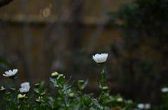 spring 7