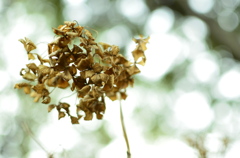 紫陽花