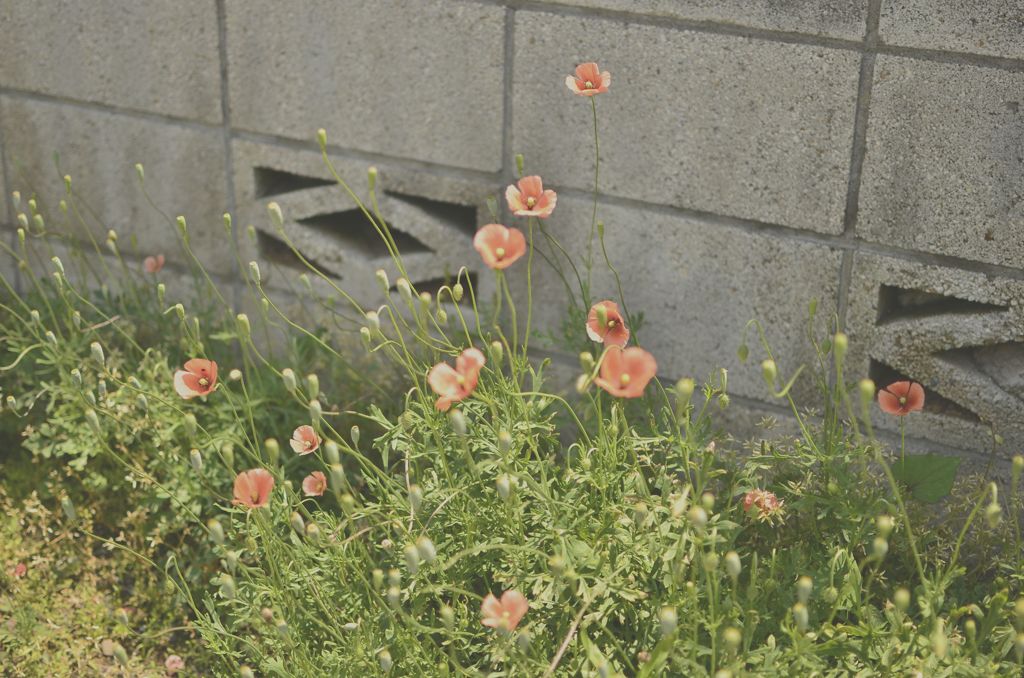 虞美人草