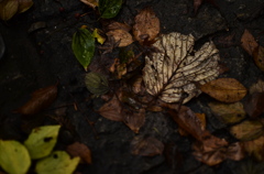 fallen leaves-1
