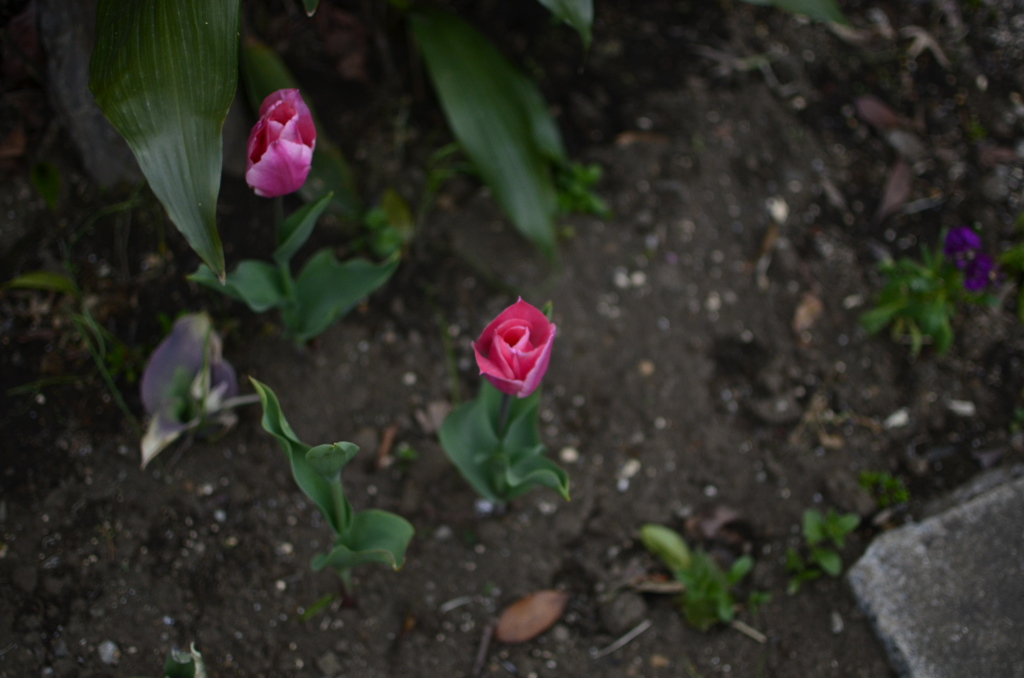 spring 6