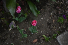 spring 6