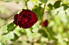 mother's day