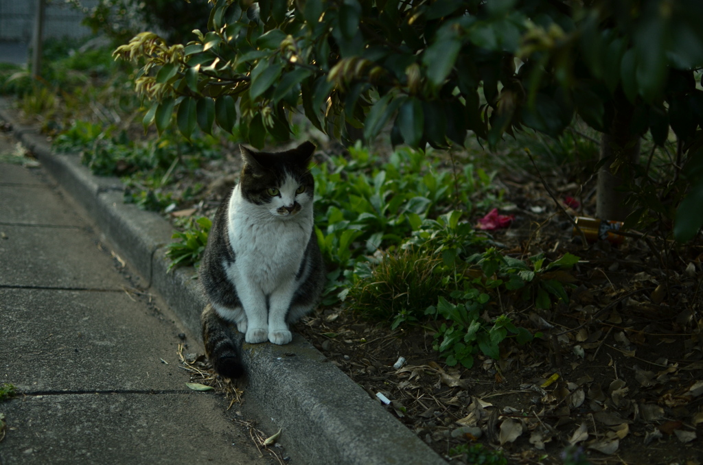 CAT 2