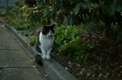 CAT 2