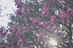 sakura