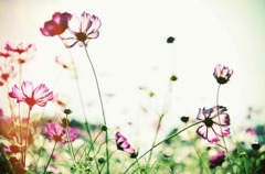 Cosmos-3