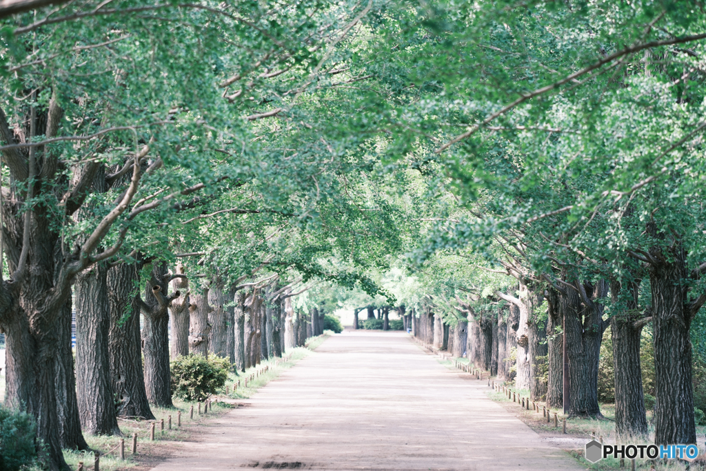 ✨誰もいない散歩道