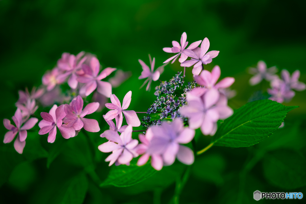 ✨紫陽花の季節