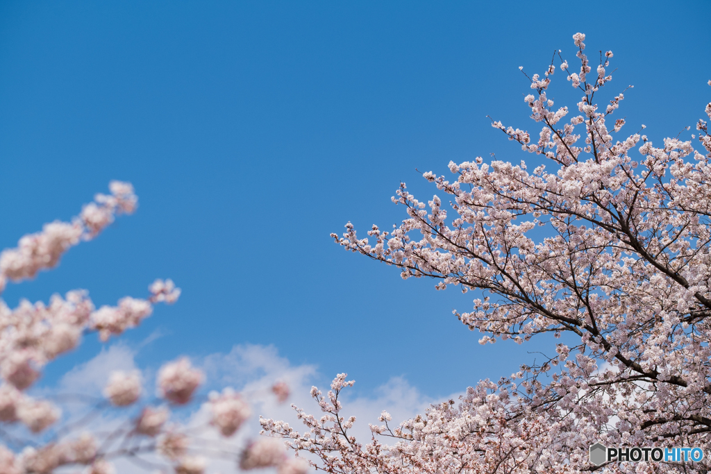 青空に咲く