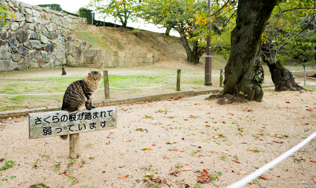 特別警戒中の猫