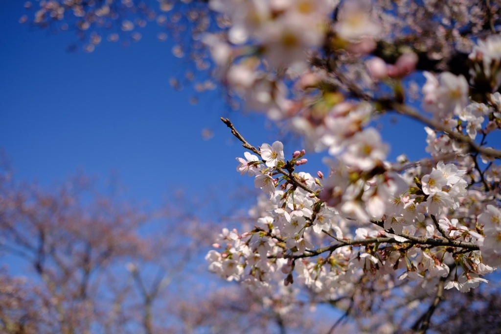 桜色