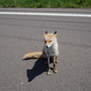 北海道でよくある光景（その後）