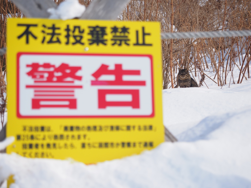 猫の不法投棄監視員