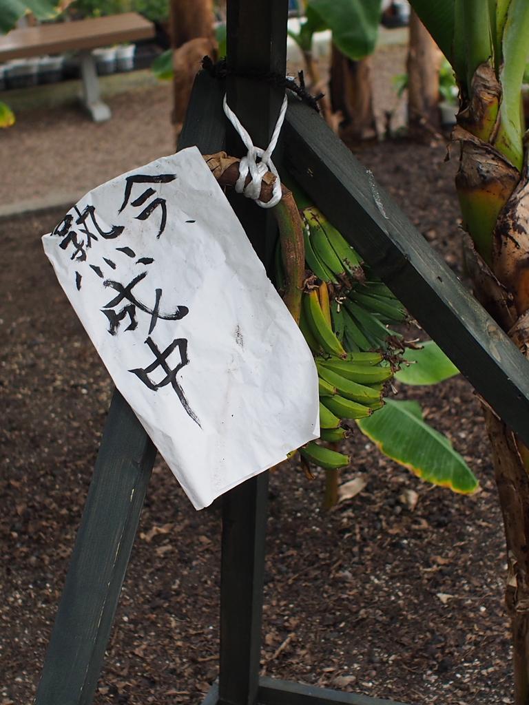 まーだだよ。