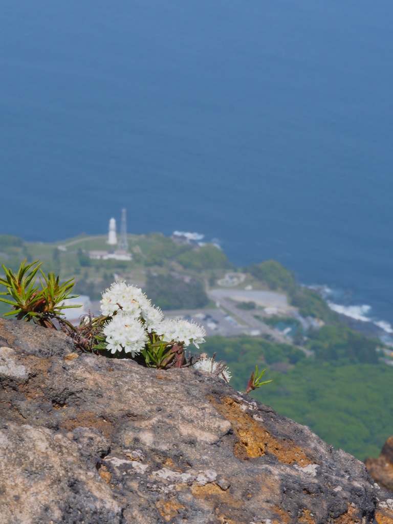 イソツツジと恵山岬灯台