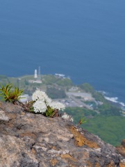 イソツツジと恵山岬灯台